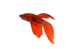 Betta Fish class pet 