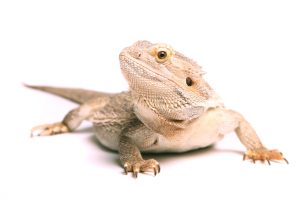 bearded dragon classroom pet