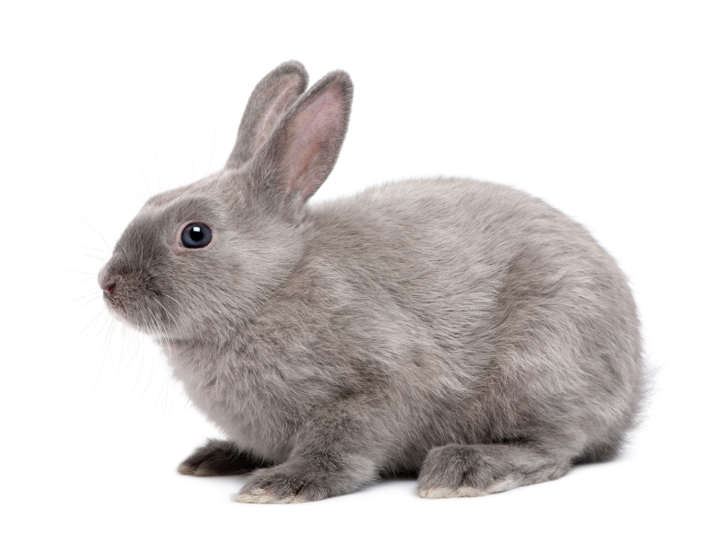 Rabbits as Classroom Pets | Education Grants