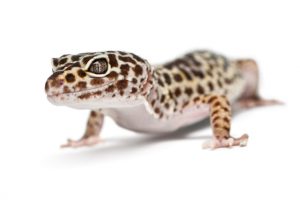 leopard gecko pets in the classroom
