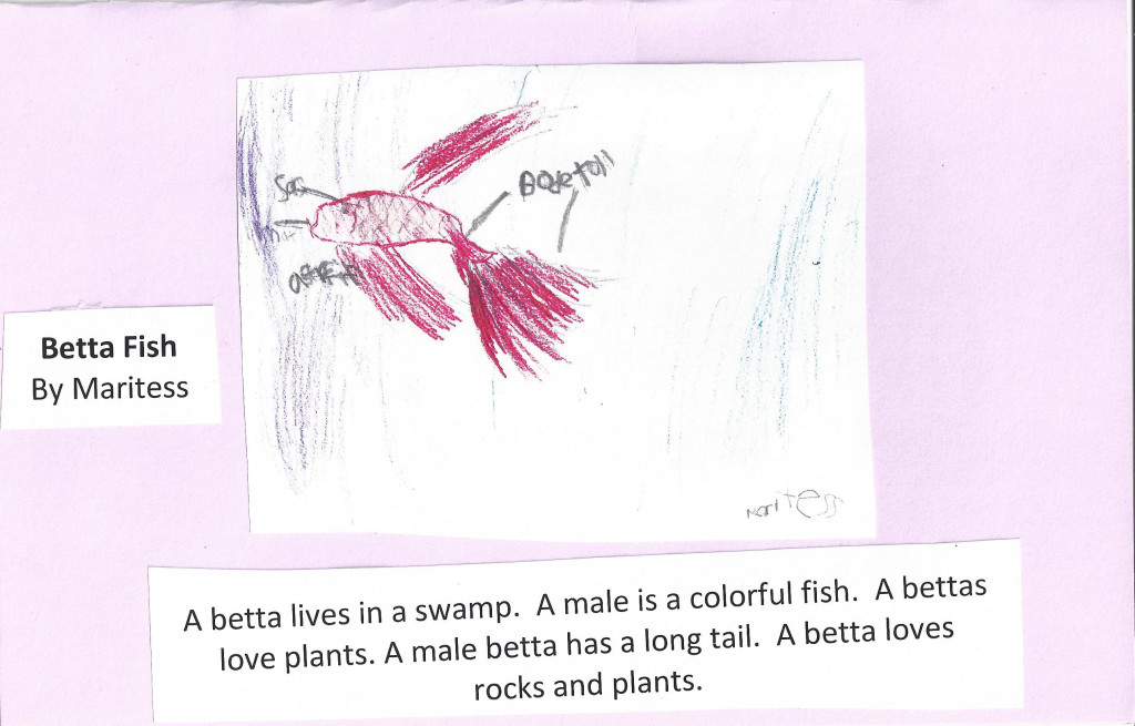 BettaFishCard