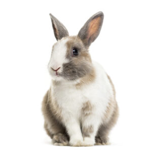 Pets in the Classroom rabbit
