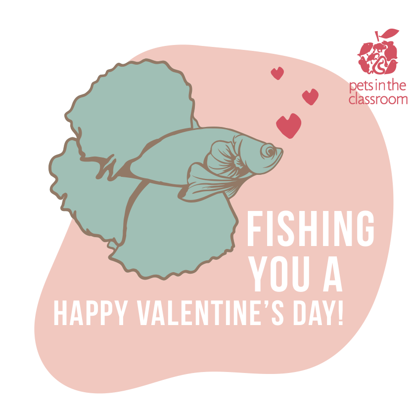 Betta Fish printable valentine