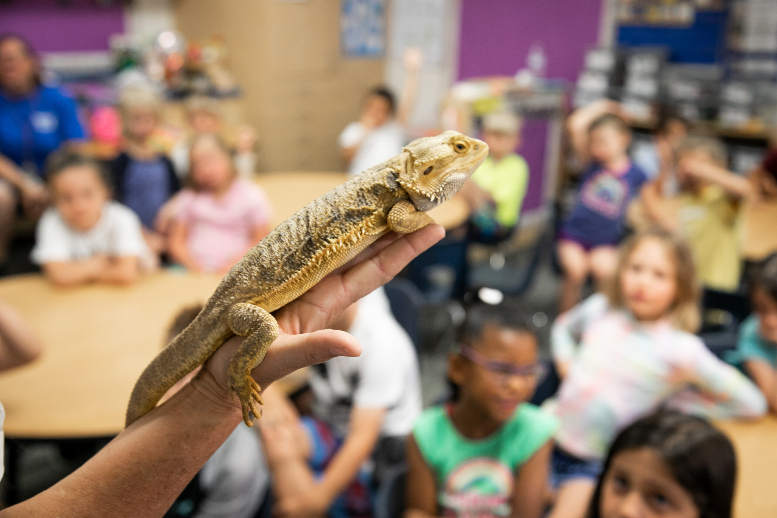 Classroom Pets Provide Social and Emotional Support for Students