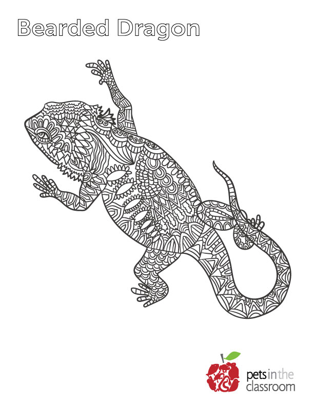 bearded dragon coloring sheet