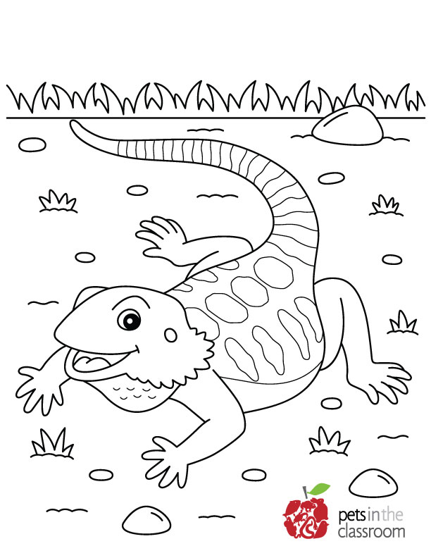 bearded dragon coloring sheet