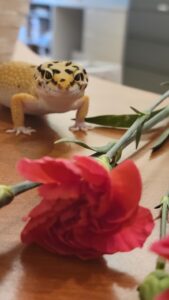 Pets in the classroom teaching empathy