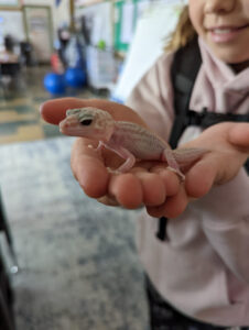 pets in the classroom student engagement and attendance