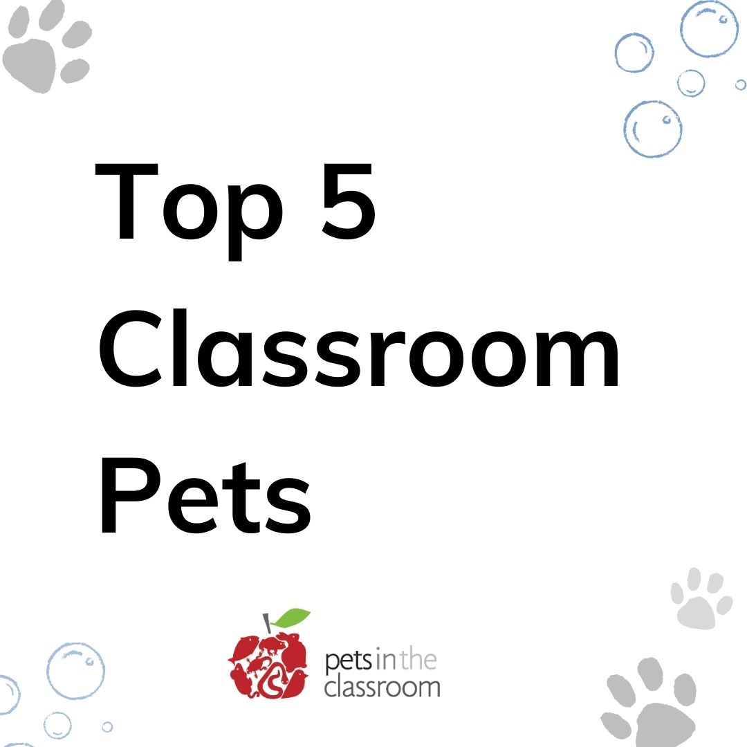 What is a Good Pet for a Classroom?