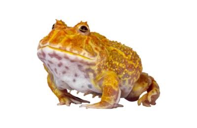 pacman frog classroom pet