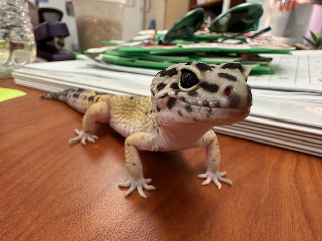 Leopard Geckos Make Excellent Classroom Pets