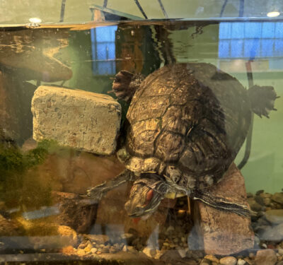CLASS pet turtle