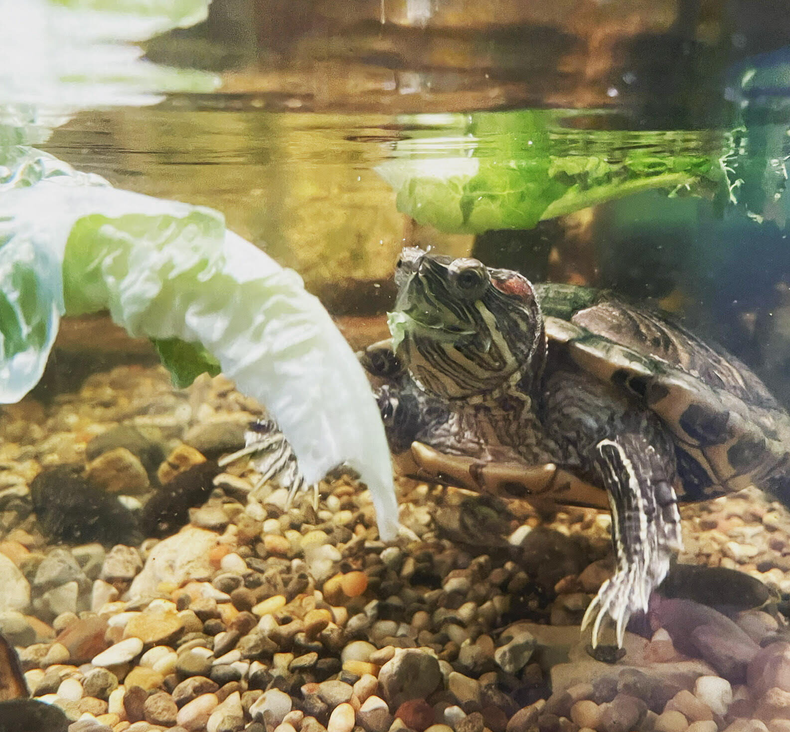 How a Turtle, Fish, and GloFish Helped A Classroom Thrive