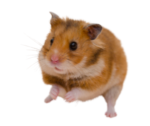 Syrian Hamster