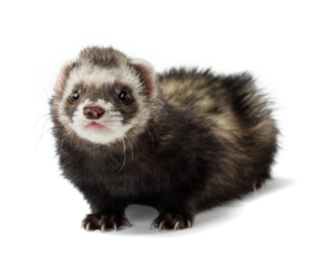 ferret pet care sheet