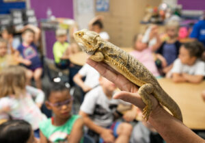 bearded dragon in classroom curriculum
