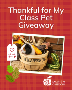 Thankful for my class pet giveaway