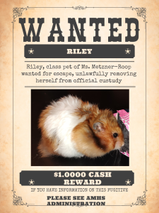 Wanted - Missing classroom Pet