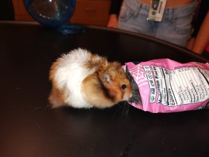 Riley the hamster