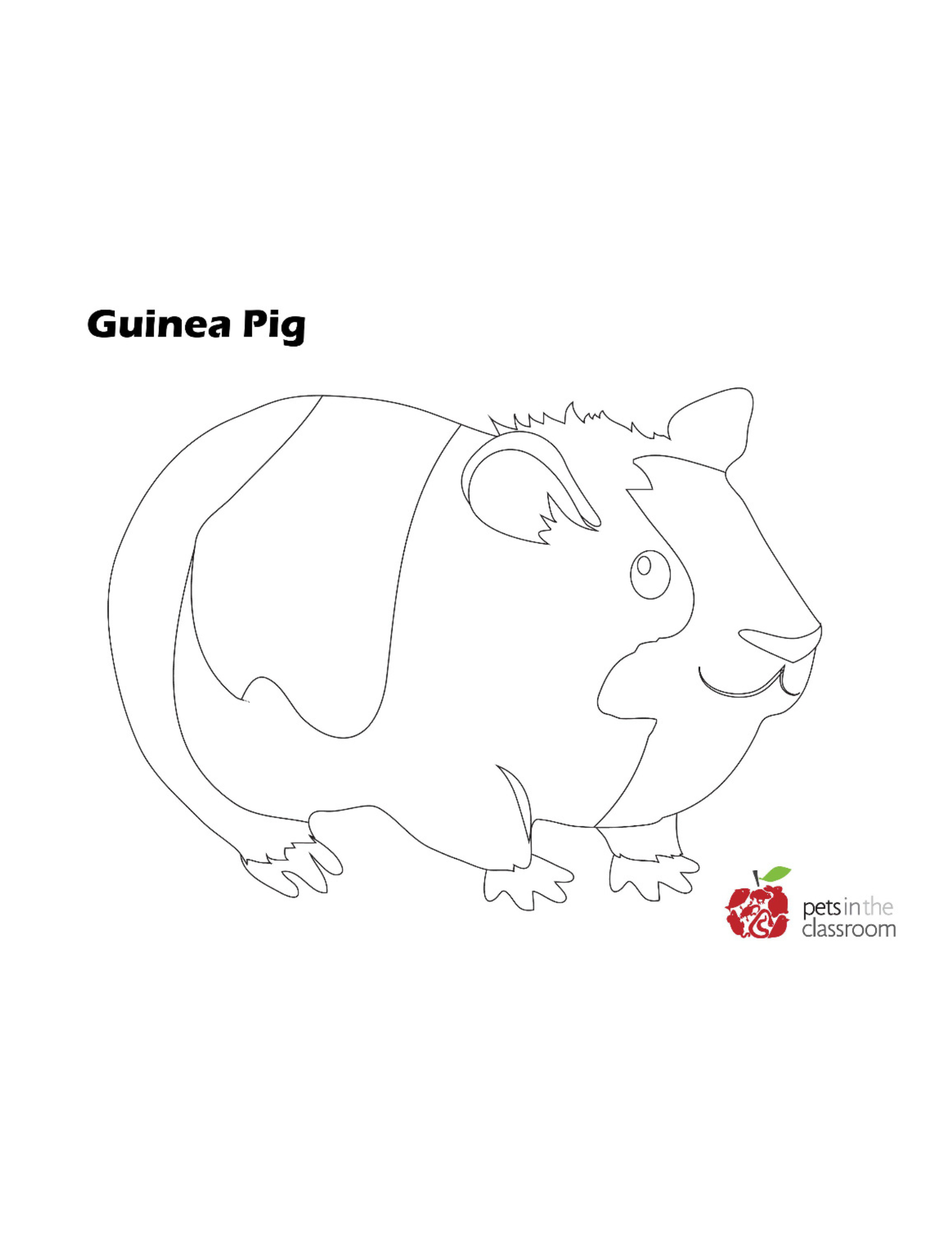 guinea pig class pet coloring sheet