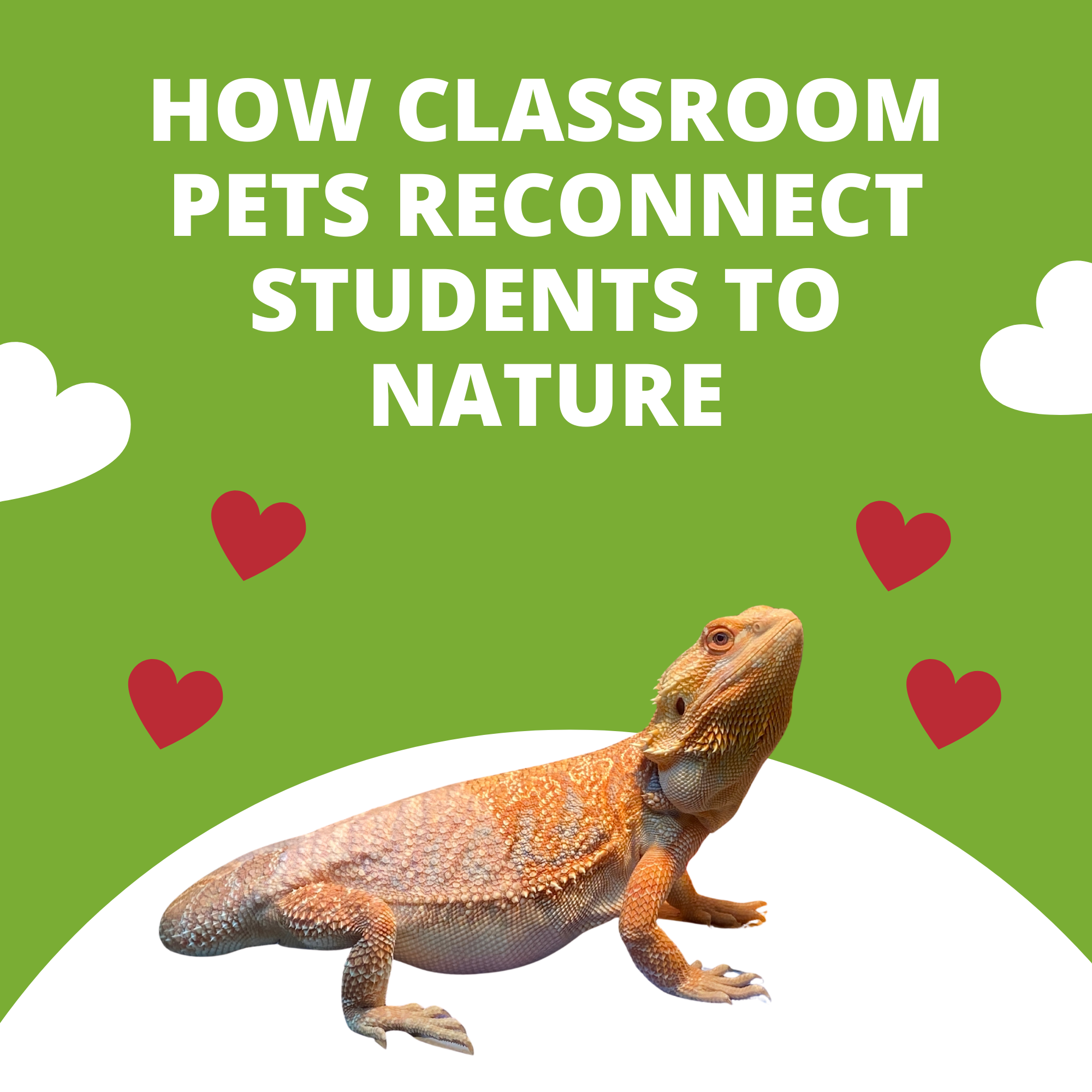 The Window to the Wild: How Classroom Pets Reconnect Students to Nature