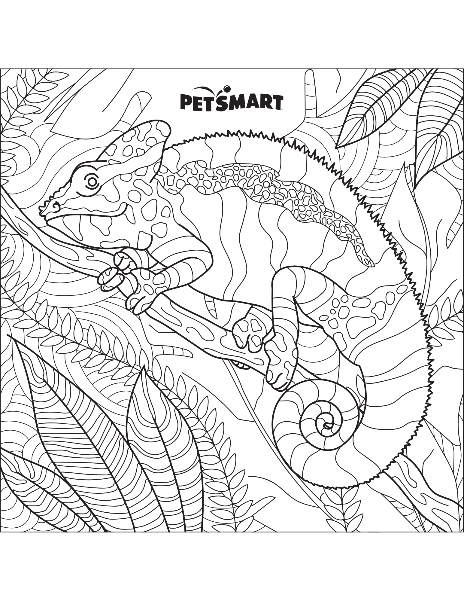 lizard pets in the classroom coloring sheet