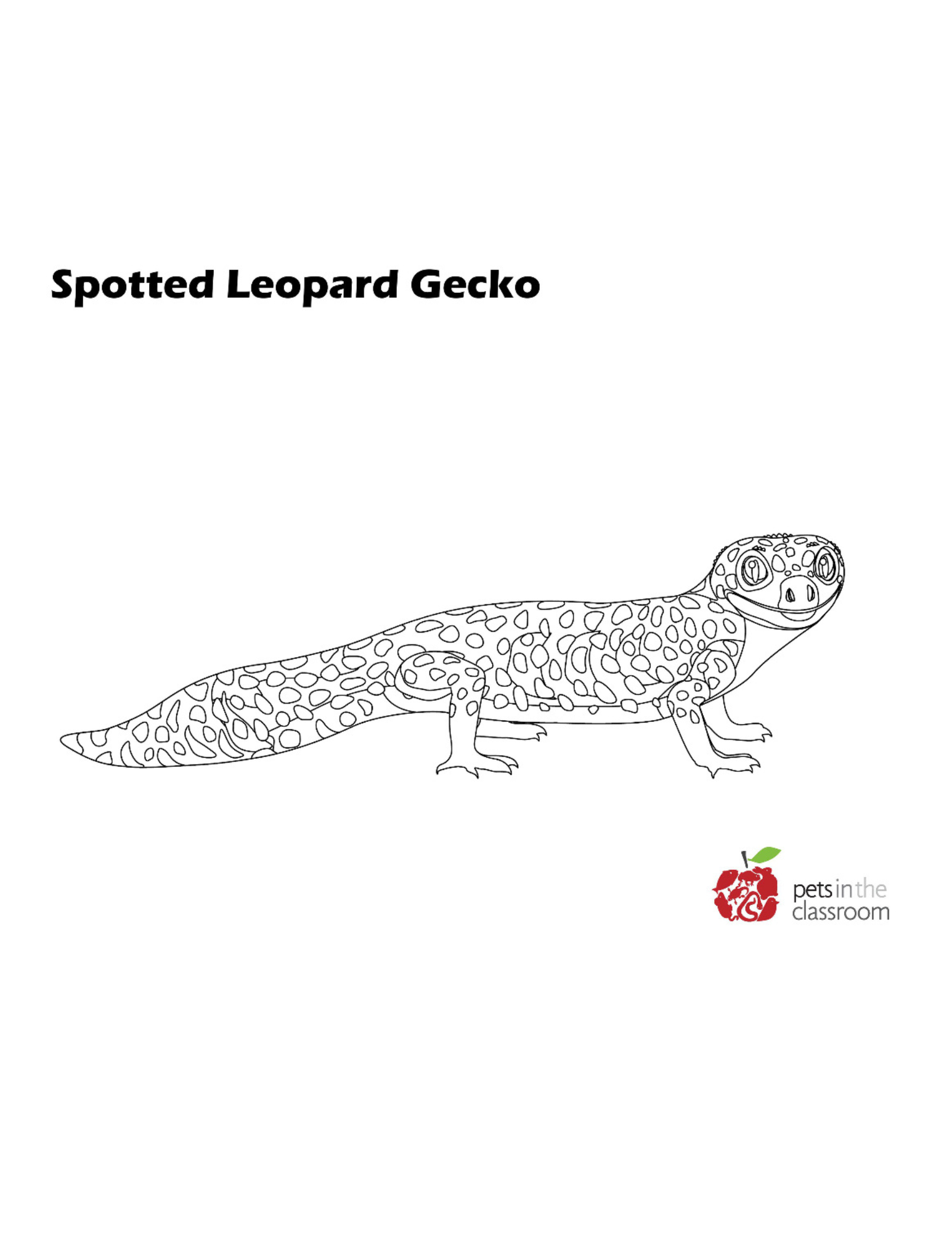 spotted leopard gecko coloring sheet