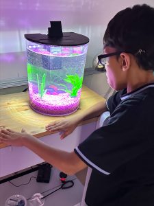 student calmed by aquarium fish in the classroom - new School Year
