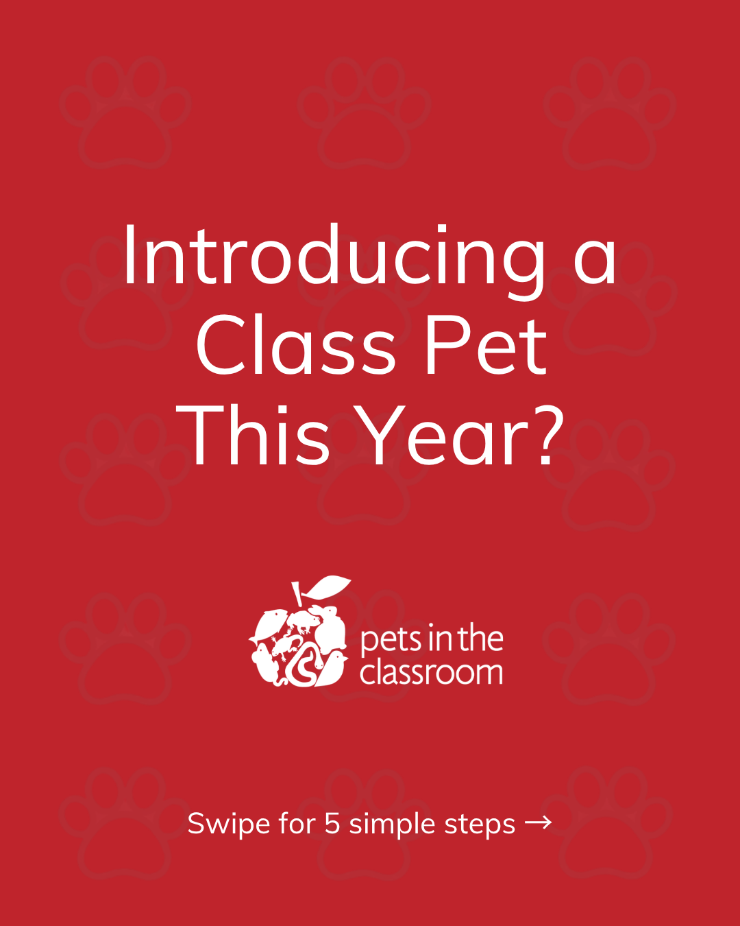 How to Introduce Your New Classroom Pet