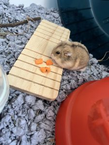 classroom job Pet Care Assistant