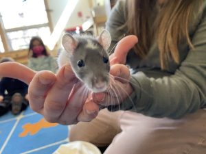 introduce your classroom pet