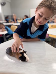 guinea pig class pet first grade