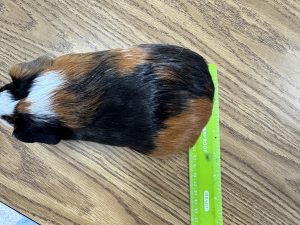 STEM Education with guinea pig class pet