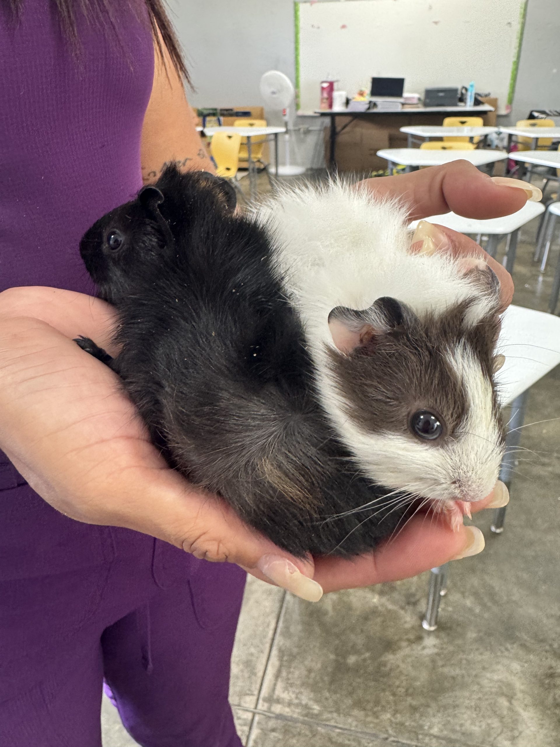 From First Grade Pet to School-Wide Inspiration: The “Chencho Effect”
