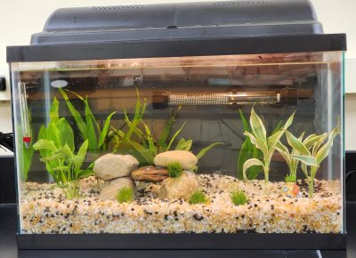 aquarium fish in the classroom